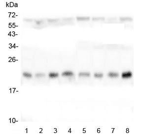 TMEM199 Antibody