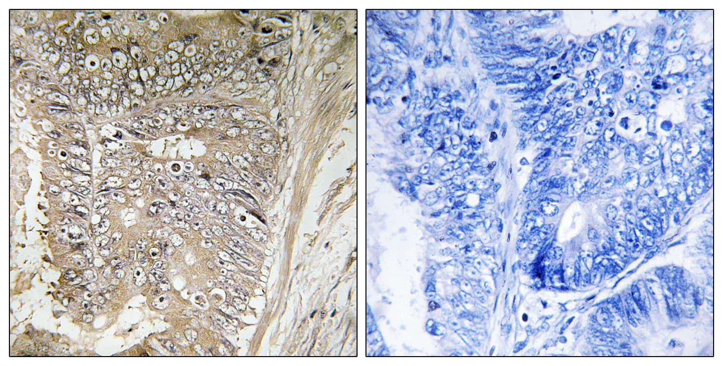 RPL37A Antibody (aa21-70)