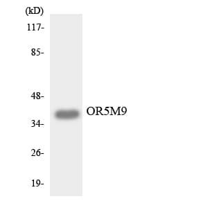 OR5M9 Antibody (aa187-236)
