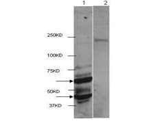 HDAC2 Antibody (C-Terminus)