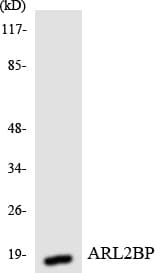 ARL2BP / BART Antibody (aa90-139)