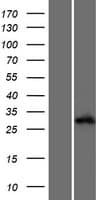 ALKBH6 Protein (Over-Expression Lysate Myc-DDK (Flag))