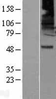 GABRB2 Protein (Over-Expression Lysate Myc-DDK (Flag))