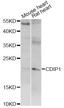 C16orf5 / I1 Antibody