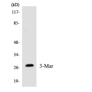Polyclonal Rabbit anti-Human MARCH3 Antibody (aa99-148, IHC, WB)