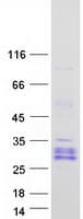 Human YAF2 Protein (Recombinant Myc-DDK (Flag))