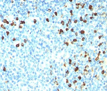 Mouse Anti-Human Lambda Light Chain Secondary Antibody (clone ICO-106, Azide-free, BSA-free)