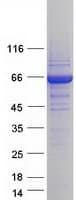 Human STXBP1 / MUNC18-1 Protein (Recombinant Myc-DDK (Flag))