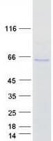 Human KAT5 / TIP60 Protein (Recombinant Myc-DDK (Flag))
