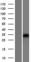 Human OR10V1 Protein (Over-Expression Lysate Myc-DDK (Flag))