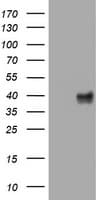 WNT3 Antibody (clone OTI1F6)