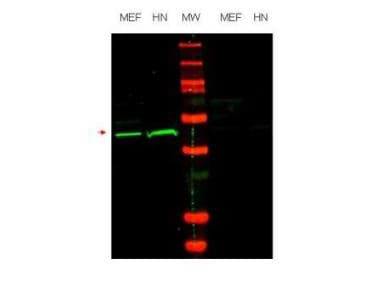 Polyclonal Rabbit anti-Human POU5F1 / OCT4 Antibody (IF, WB)