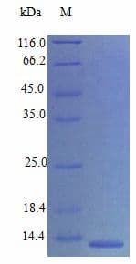 Mouse CCL21 / SLC Protein (Recombinant)