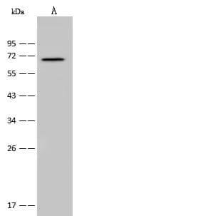 Polyclonal Rabbit anti-Human CDC25B Antibody (Preservative Free, WB)