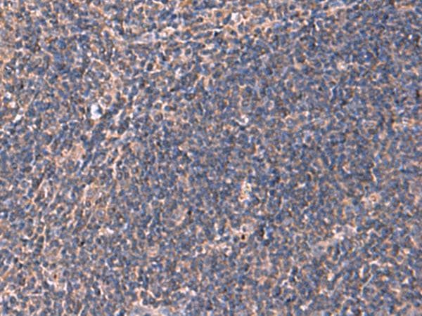 RHAG Antibody