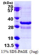 Human SYT1 / Synaptotagmin Protein (Recombinant His)