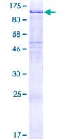Human UVRAG Protein (Recombinant GST)