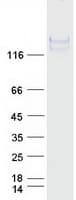 Human NEFM / NF-M Protein (Recombinant Myc-DDK (Flag))