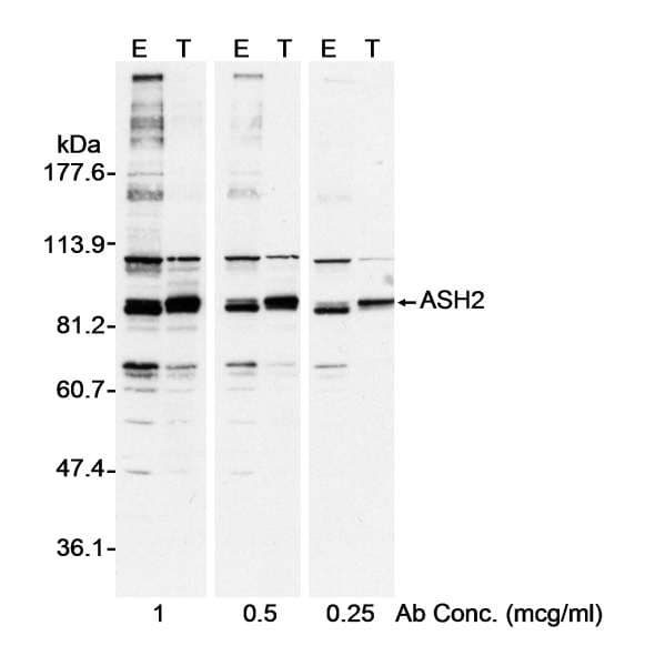 ASH2L / ASH2 Antibody (aa225-275)