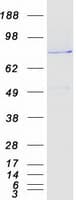 Human TGN46 / TGN38 Protein (Recombinant Myc-DDK (Flag))