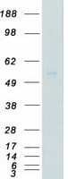 Human IRAK4 / IRAK-4 Protein (Recombinant Myc-DDK (Flag))