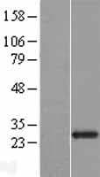 FGFBP2 Protein (Over-Expression Lysate Myc-DDK (Flag))