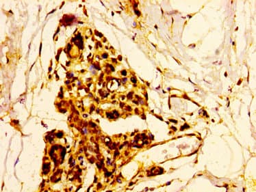 ELK3 / NET Antibody