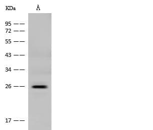 GH2 Antibody