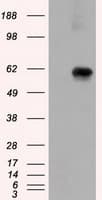 NPR3 Antibody (clone OTI2C2, Carrier-free)
