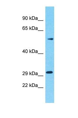 OR5M10 Antibody (aa230-279)