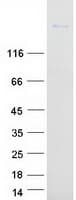 Human SIGLEC1 / CD169 / Sialoadhesin Protein (Recombinant Myc-DDK (Flag))