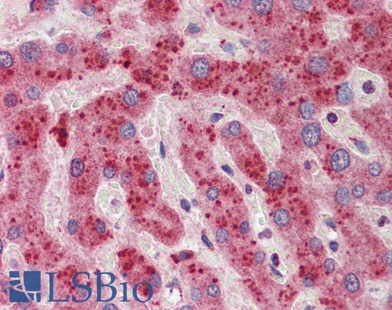 YWHAZ / 14-3-3 Zeta Antibody (C-Terminus)