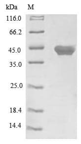 Mouse WNT3A Protein (Recombinant 10His, N-terminus)