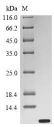 Delta-theraphotoxin-Hm1a (Heteroscodra maculata) Protein (Recombinant)
