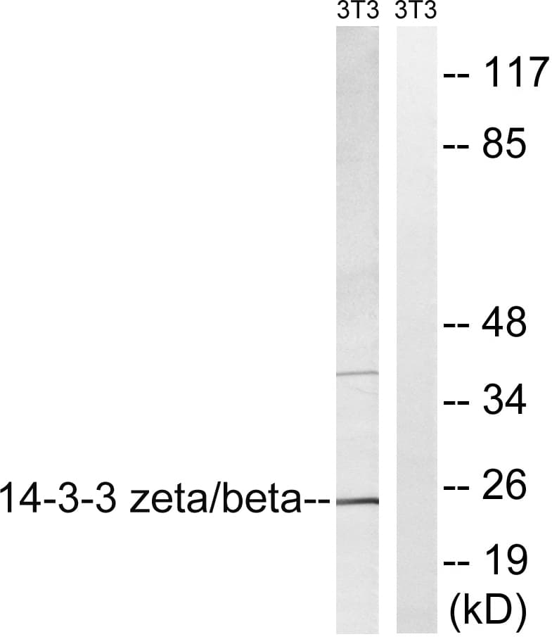 14-3-3 Beta + Zeta Antibody (aa151-200)