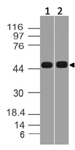 SOX17 Antibody