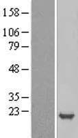 CDKN2D / p19 INK4d Protein (Over-Expression Lysate Myc-DDK (Flag))