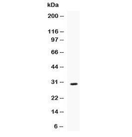 IL17 Antibody (aa26-158)