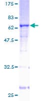 Human CD14 Protein (Recombinant GST)