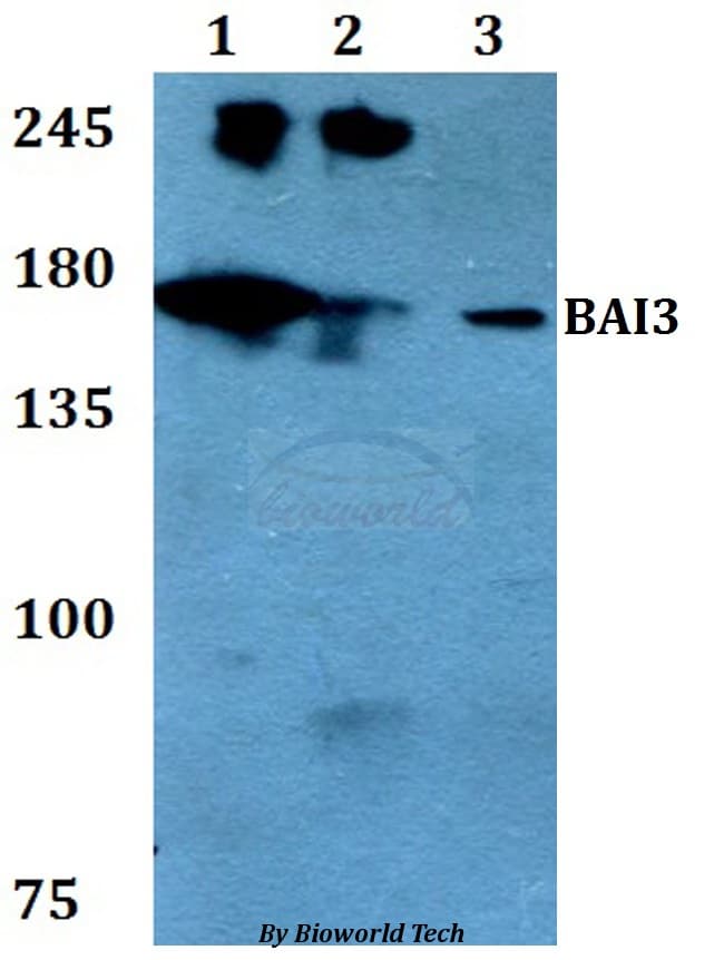 Polyclonal Rabbit anti-Human ADGRB3 / BAI3 Antibody (WB)