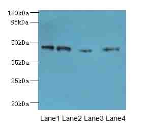 NOL4L Antibody