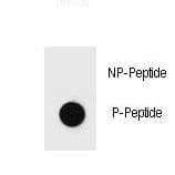 BAD Antibody (phospho-Tyr76)