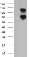 DEF6 Antibody (clone OTI2G2)
