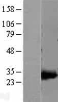 AK4 / Adenylate Kinase 4 Protein (Over-Expression Lysate Myc-DDK (Flag))