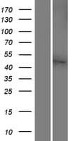 SLC38A8 Protein (Over-Expression Lysate Myc-DDK (Flag))
