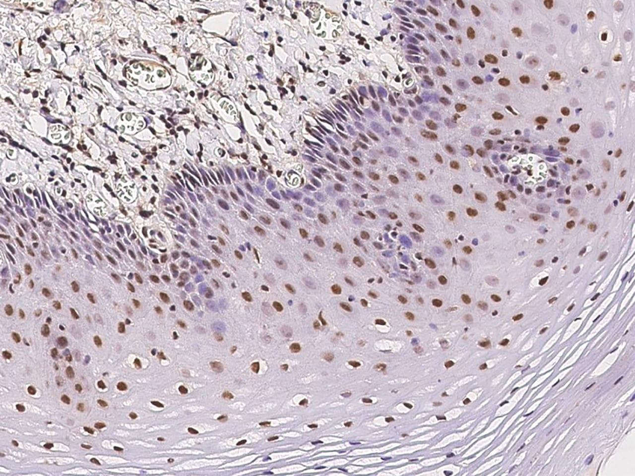 ZNF684 Antibody
