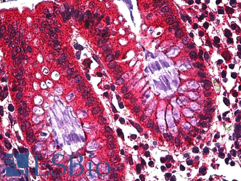 IHC-plus™ Ghrelin Antibody (clone 2F4)