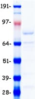 Human NFE2L2 / NRF2 Protein (Recombinant Myc-DDK (Flag))
