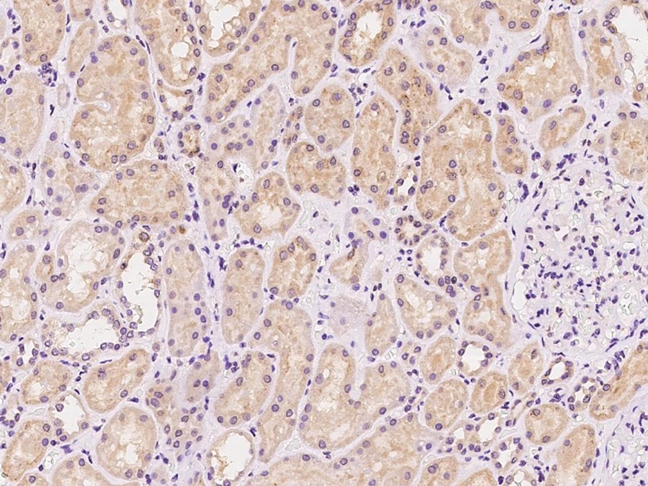 SYS1 Antibody