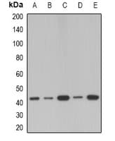 Polyclonal Rabbit anti-Human SERPINB1 Antibody (IF, WB)